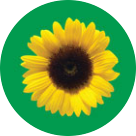 sunflower round